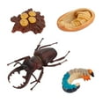 thumbnail image 2 of lionlar 2-20pack Life Cycle Stag Growth Teaching Aids Rear 2 Pcs, 2 of 8