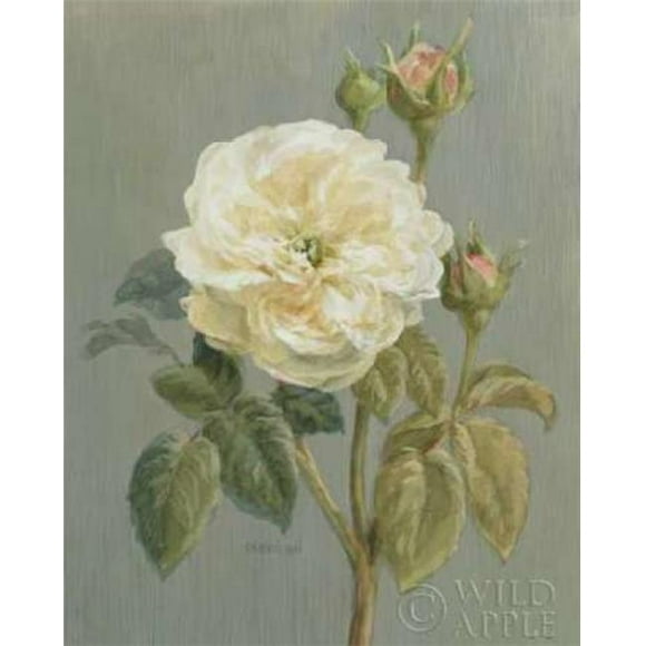 Wild Apple Graphics PDX5579SMALL Heirloom White Rose Poster Print by Danhui Nai, 8 x 10 - Small