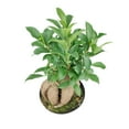 thumbnail image 6 of Ficus Ginseng (6"+ Minimalist Pot) - Bonsai Tree - Feng Shui Houseplants for Decoration - Live, Heathy, and Air-Purifying Indoor Plant, 6 of 7