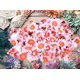 thumbnail image 3 of 100 Piezas de Gerbera Artificial de Tela de Margarita con Cabeza de Flor para Boda, Fiesta, Bricolaje, decoración Artesanal, 3 of 4