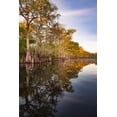 thumbnail image 2 of Jones, Adam 11x14 Gold Ornate Wood Framed with Double Matting Museum Art Print Titled - Early spring view of cypress trees reflecting on blackwater area of St Johns River-central Florida, 2 of 4