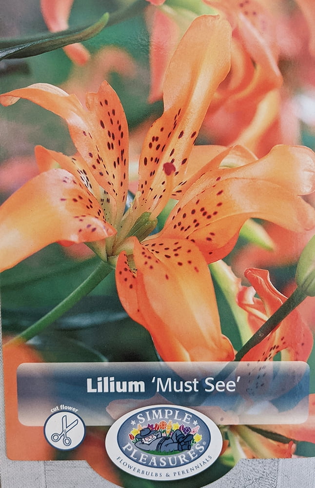 Must See Double Asiatic Lily 3 Bulbs 14/16cm Orange and Cream