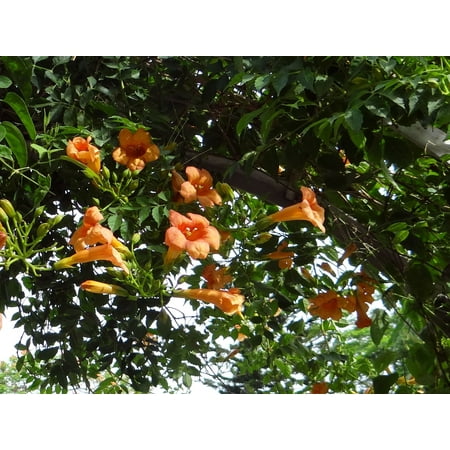Trumpet Vine 10 Seeds -Hummingbird Vine- orange trumpet-shaped blooms- drought tolerant - Fence or wall Climbing plant- Campsis