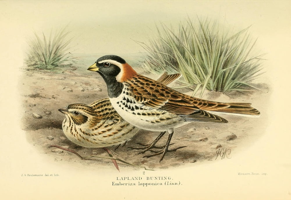 Birds Of The Britis