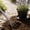 B, variant on Stainless Steel Mini Garden Hand Shovel, Compact Pointed Trowel for Potted Plants, Balcony & Garden Soil Loosening Use