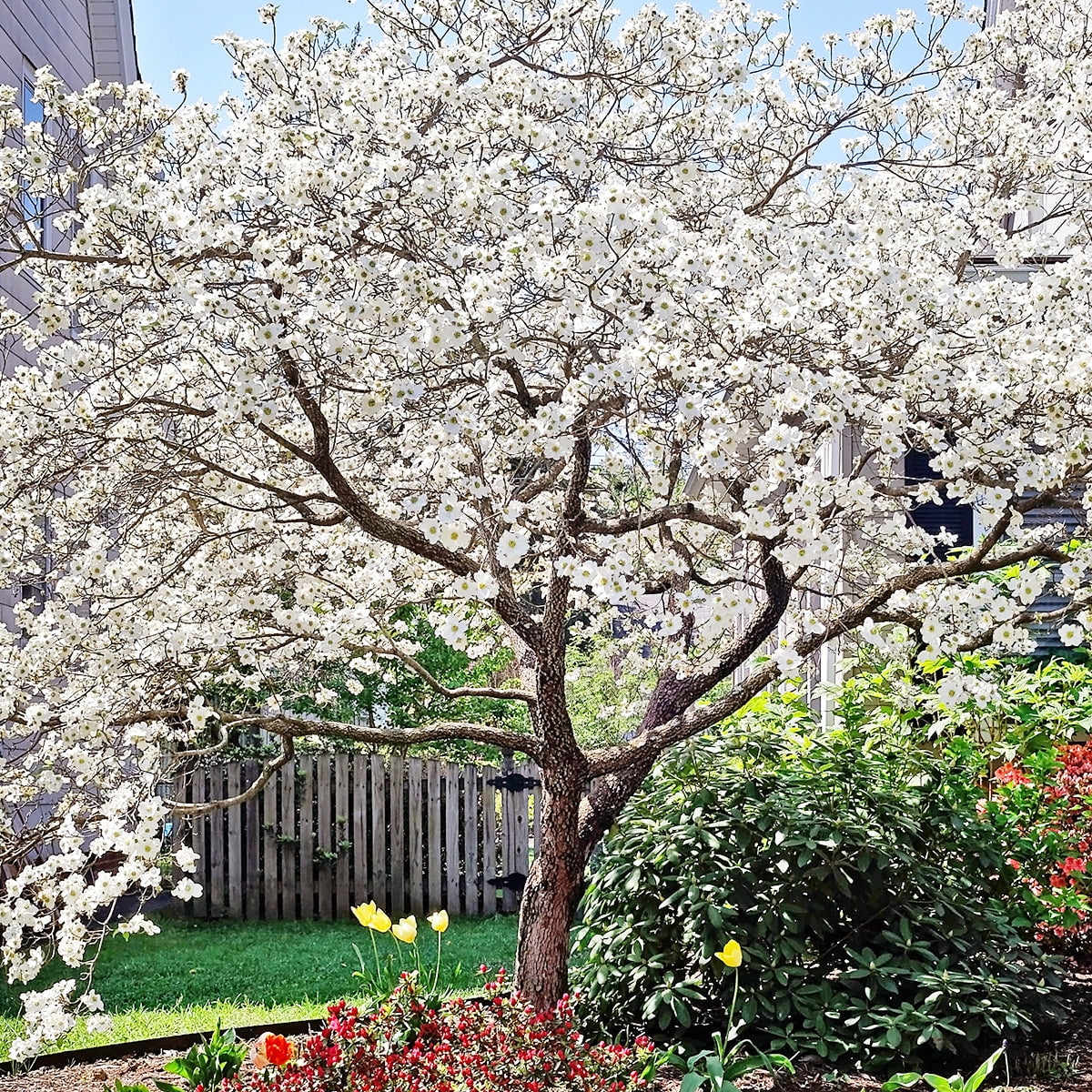 Expert Gardener 3-4 ft tall Kousa Dogwood Live Tree in 7-Gallon Grower Pot