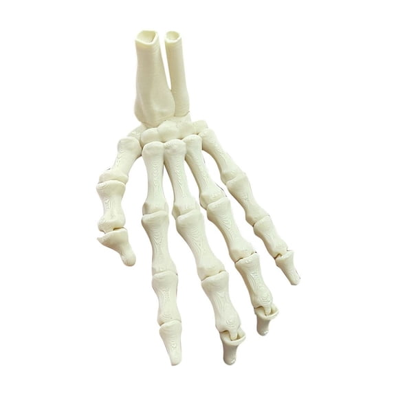 Halloween Skeleton Hand 3D Printed Skeleton Anatomy Model Spooky Halloween Decorations for Home Classroom Office Indoor Hanging Halloween Decor 1 Pack