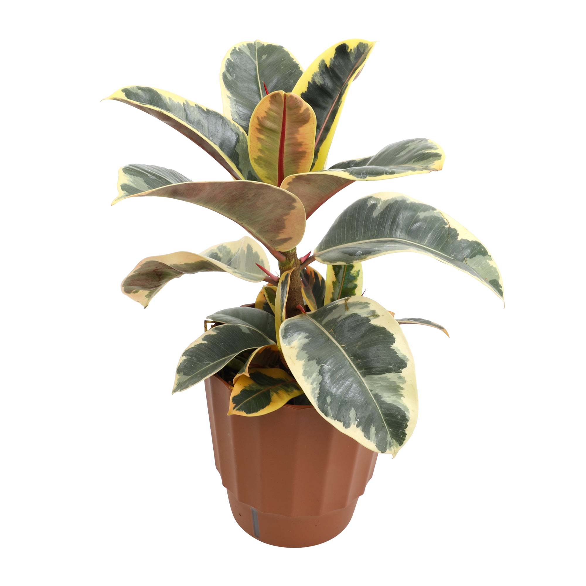 Element by Altman Plants 6in Rubber Tree Ficus Tineke Plant in H20 Self Watering Pot