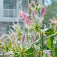 thumbnail image 4 of GSDWIUEW Bulbes de Rothschildiana Gloriosa (Lys de Feu/lys en Flammes) - Fleur de Vigne Grimpante Exotique 8 Pcs / 20 Pcs Floraisons Rouges et Jaunes Vibrantes pour Jardin et Contenants (Rose,20), 4 of 6