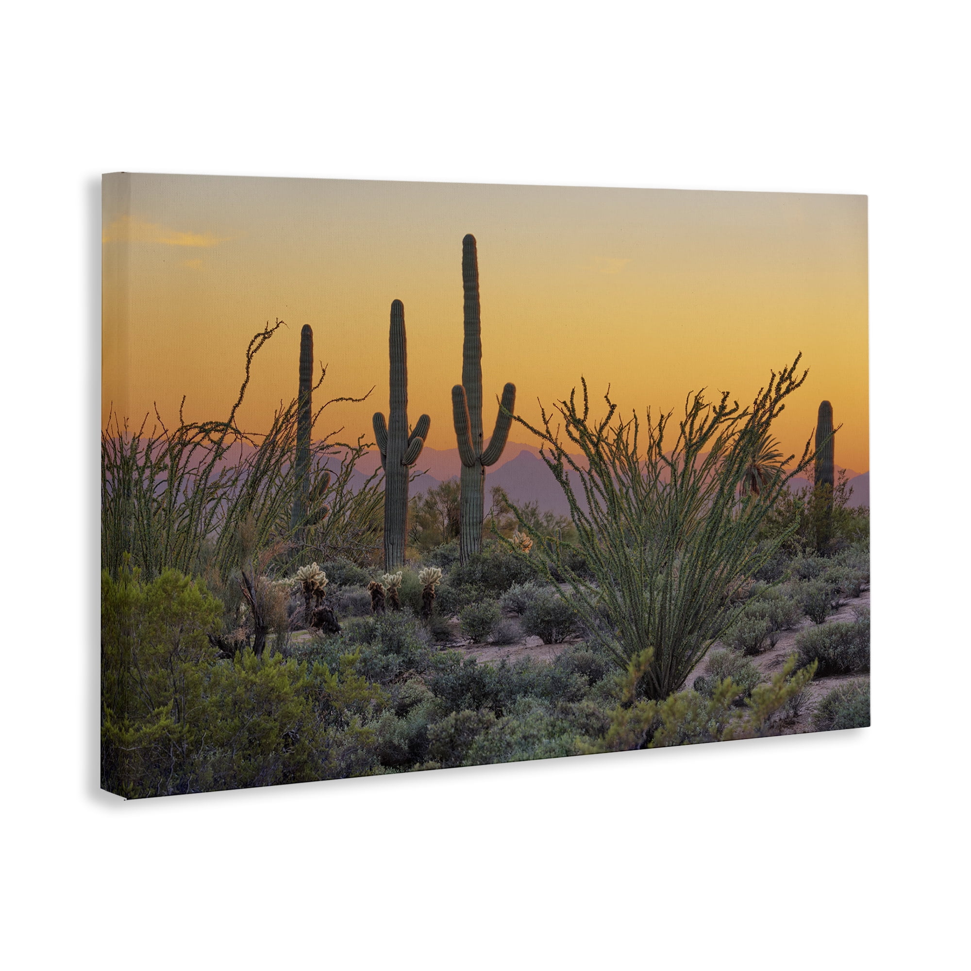 Stupell Industries Sunset Desertscape Cacti Landscape & Nature Photography Wrapped Canvas Art Print Wall Art, 36 x 24