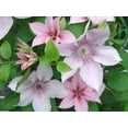 thumbnail image 2 of Clematis John Paul II - Live Plant in a 4 Inch Growers Pot - Clematis 'John Paul II' - Starter Plants Ready for The Garden - Beautiful White and Pink Flowering Vine, 2 of 5