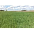 thumbnail image 2 of 5 lb Wrens Abruzzi Cereal Rye Seed Non-GMO Grain Deer Food Plot Winter Grazing Cattle Game Wildlife By JL Missouri Parts, 2 of 4