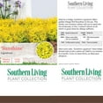 thumbnail image 6 of Southern Living Ligustrum Sunshine Live Shrub in 5-Gallon Grower Pot, 6 of 10