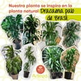 thumbnail image 4 of Planta artificial decorativa moderna con maceta Dracaena Palo de Brasil grande de 150cm de alto Artego, 4 of 8