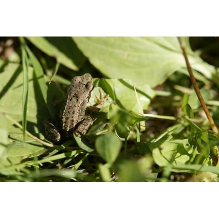 laminated poster leaves amphibians