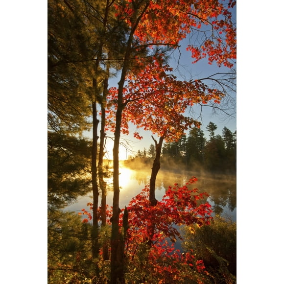Red Maple And Early Morning Mist On Pond; Waverley, Nova Scotia, Canada by Irwin Barrett / Design Pics (12 x 19)