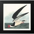 thumbnail image 2 of Audubon, John James 12x12 Black Modern Framed Museum Art Print Titled - Black Skimmer, 2 of 5