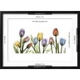 thumbnail image 3 of Tulipscape Portrait, Botanical Framed Art Print Wall Art by Albert Koetsier Sold by Art.Com, 3 of 6