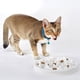 thumbnail image 2 of Comedero lento para perros de cerámica Blanco 22x4cm/8.66x1.57in, 2 of 5