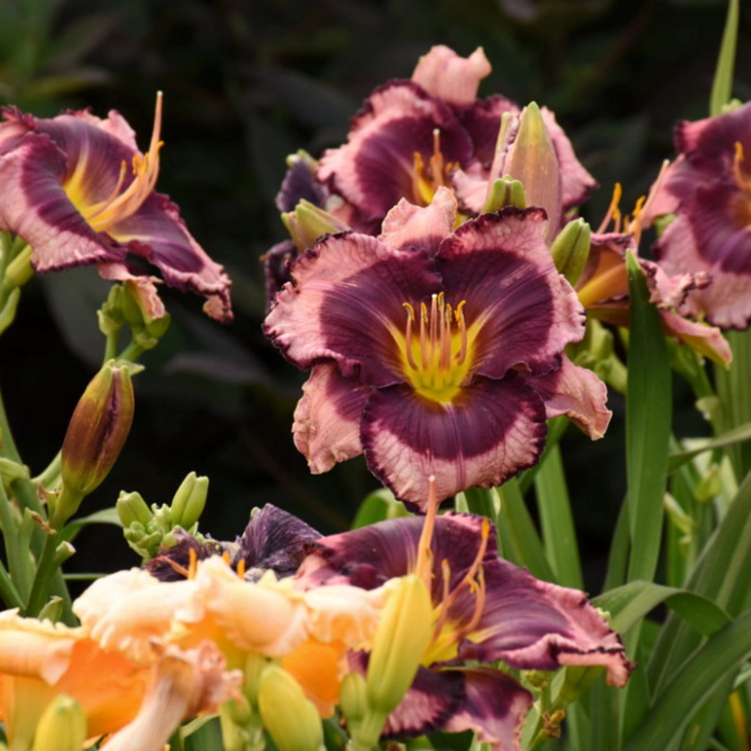 Proven Winners 6" Purple Rainbow Rhythm 'Storm Shelter' Daylily Live Plant in 6.5" Pot