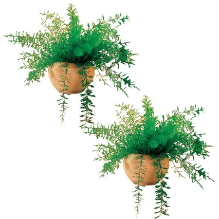 Mysterious Air Fern, Set of 2 – Water & Soil Free House (Best Air Purifying House Plants)