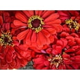 thumbnail image 5 of "Will Rogers" Zinnia Seeds for Planting, 50+ Heirloom Flower Seeds Per Packet Non GMO Seeds, Botanical Name Zinnia elegans, Great Home Garden Gift, 5 of 8