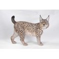 thumbnail image 1 of Décoration de Jardin Statue d'Animal Statue de Lynx, 1 of 4