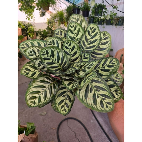 6 inch Pot- Very Full Calathea Makoyana 'Peacock Prayer Plant' - Indoor Plant- Get similar to the picture!