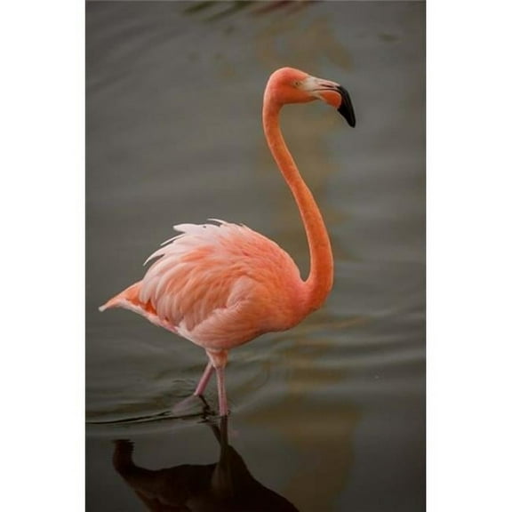 Flamingo Tropical Bird Dominican Republic Poster Print by Lisa S. Engelbrecht - 15 x 22 in.
