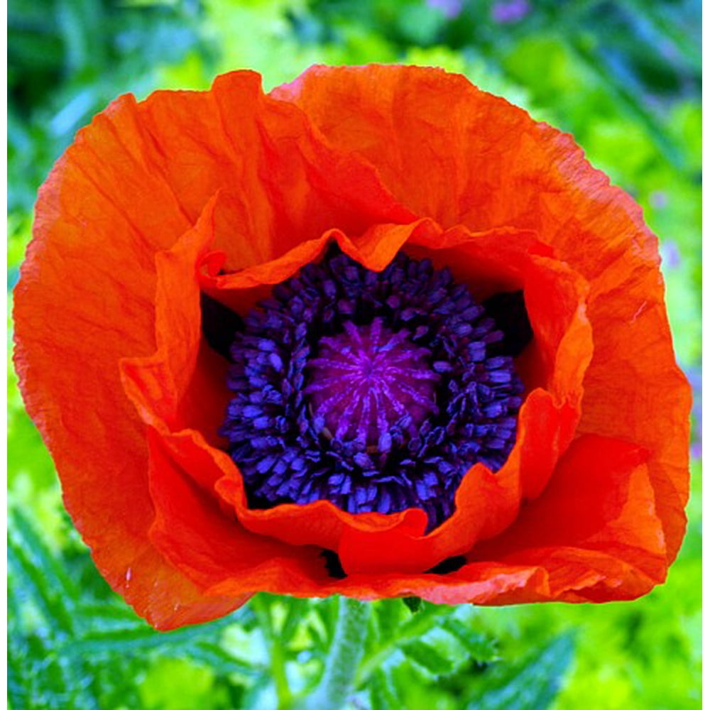 Allegro Oriental Poppy Plants Papaver