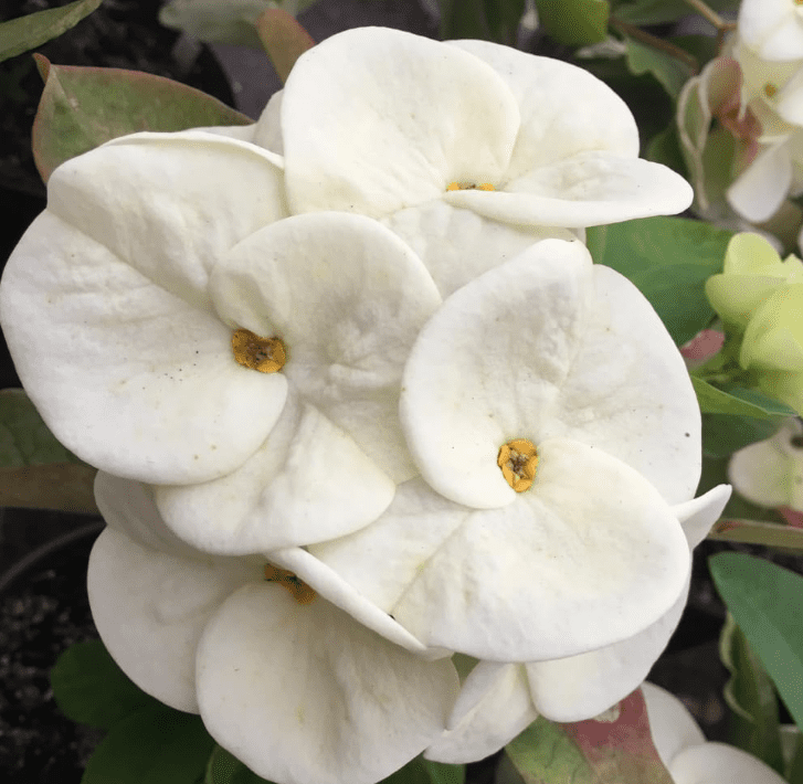 Crown of Thorns Plant, Euphorbia Milii Plant Live, Crown of Thorns Cactus Plant 4 to 7 Inches Height No Pot, Live Cactus Plant Indoor (White)