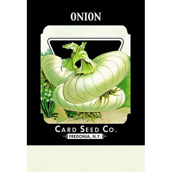 Onion Fine art canvas print (20" x 30")