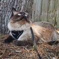 thumbnail image 4 of DMISOCHR Cat Harness - Escape Proof Reflective Cat Harness and Leash for Small to Large Cats, Puppy, Small Dog - Adjustable Mesh Breathable Pink Cute Cat Harness for Walking Training Hiking, 4 of 6
