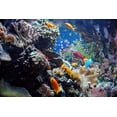 thumbnail image 2 of Aquarium Wall Mural by Wallmonkeys Peel and Stick Graphic (48 in W x 32 in H) WM300963, 2 of 4