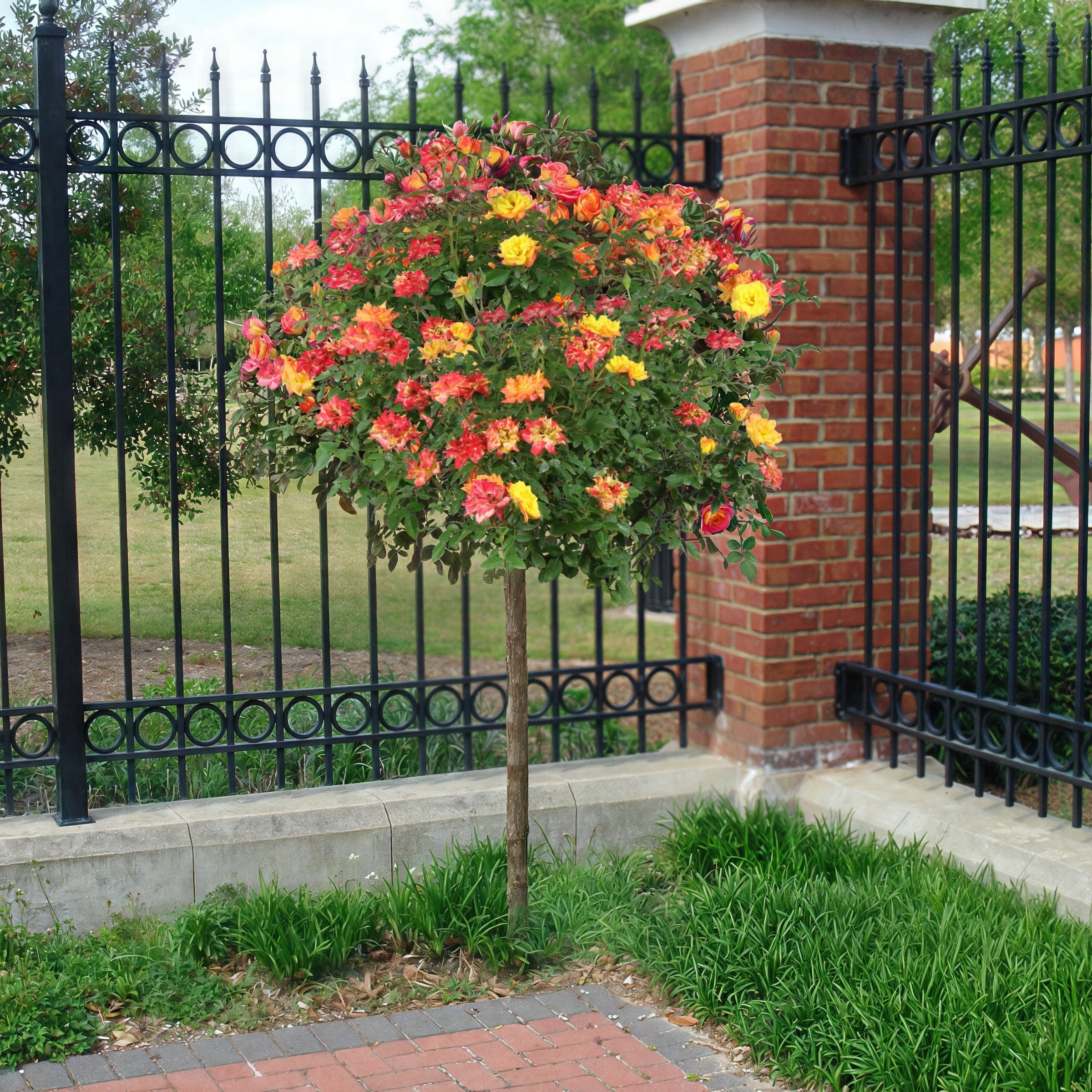 Live Bareroot Rainbow MiniFlora Patio Tree Rose Plant with Multicolor Flowers