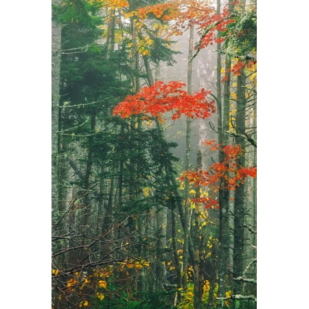 Fall Foliage in the Mist, Maine, New England Print Wall Art By Vincent