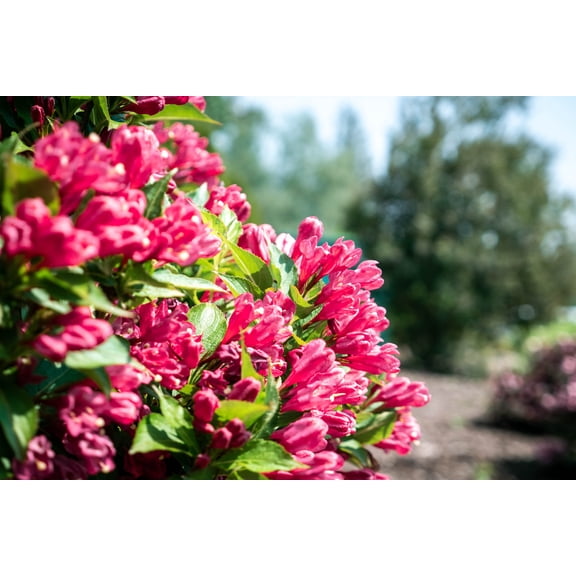 Jumbo Pint Watermelon Kisses™ Weigela