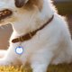 thumbnail image 1 of BESTYASH 8Ud Protector De Placas Para Perros Silicona Azul Silenciador Para Mascotas Reduce Ruido Y, 1 of 8