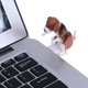 thumbnail image 5 of Kuymtek Mini portátil lindo USB divertido humping spot perro juguete para aliviar la presión regalo Kuymtek Componentes de la computadora, 5 of 6