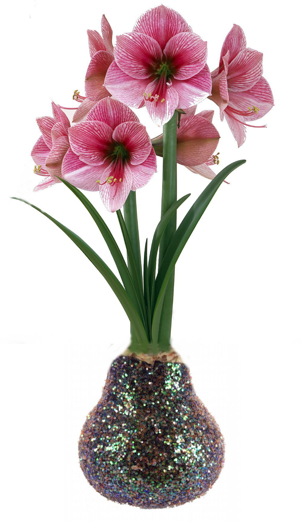 Details about   Amaryllis Bulb Standing Snowman Glitter Dipped Waxed Blooms Without Soil/Water 