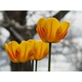 thumbnail image 2 of Bonin, Suzanne 32x25 Gold Ornate Wood Framed with Double Matting Museum Art Print Titled - Garden Tulips, 2 of 4