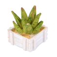 thumbnail image 4 of Planta de resina,Planta en miniatura,Artesanía de jardín de hadas,Micro paisaje manualidades de bricolaje,Favores de casa de muñecas en miniatura Macarena Planta de resina, 4 of 7