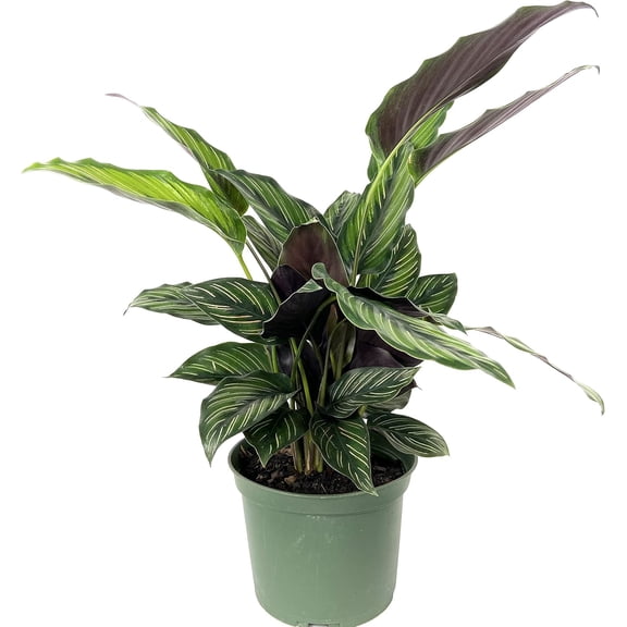 Calathea Beauty Star - Live Plant in a 6 Inch Pot - Calathea Ornata Beauty - Beautiful Easy to Grow Air Purifying Indoor Plant