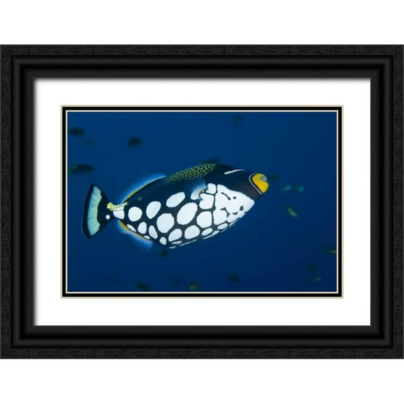 Shimlock, Jones 32x23 Black Ornate Wood Framed with Double Matting Museum Art Print Titled - Indonesia, Raja Ampat Clown triggerfish