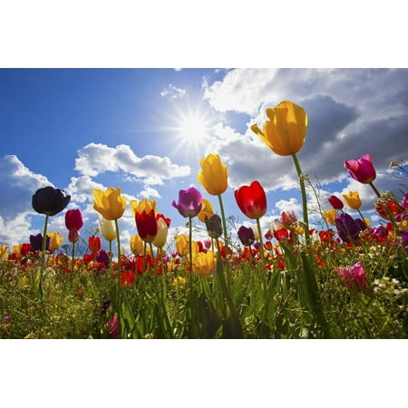 Wooden Shoe Tulip Tulip Fields, Wooden Shoe Tulip Farm, Woodburn Oregon, United States Print Wall Art By Craig Tuttle ()