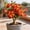 a, variant on Desert Rose-Easy Grow-Low Maintenance-Ideal for Beds Borders,Plant Pots & Planters