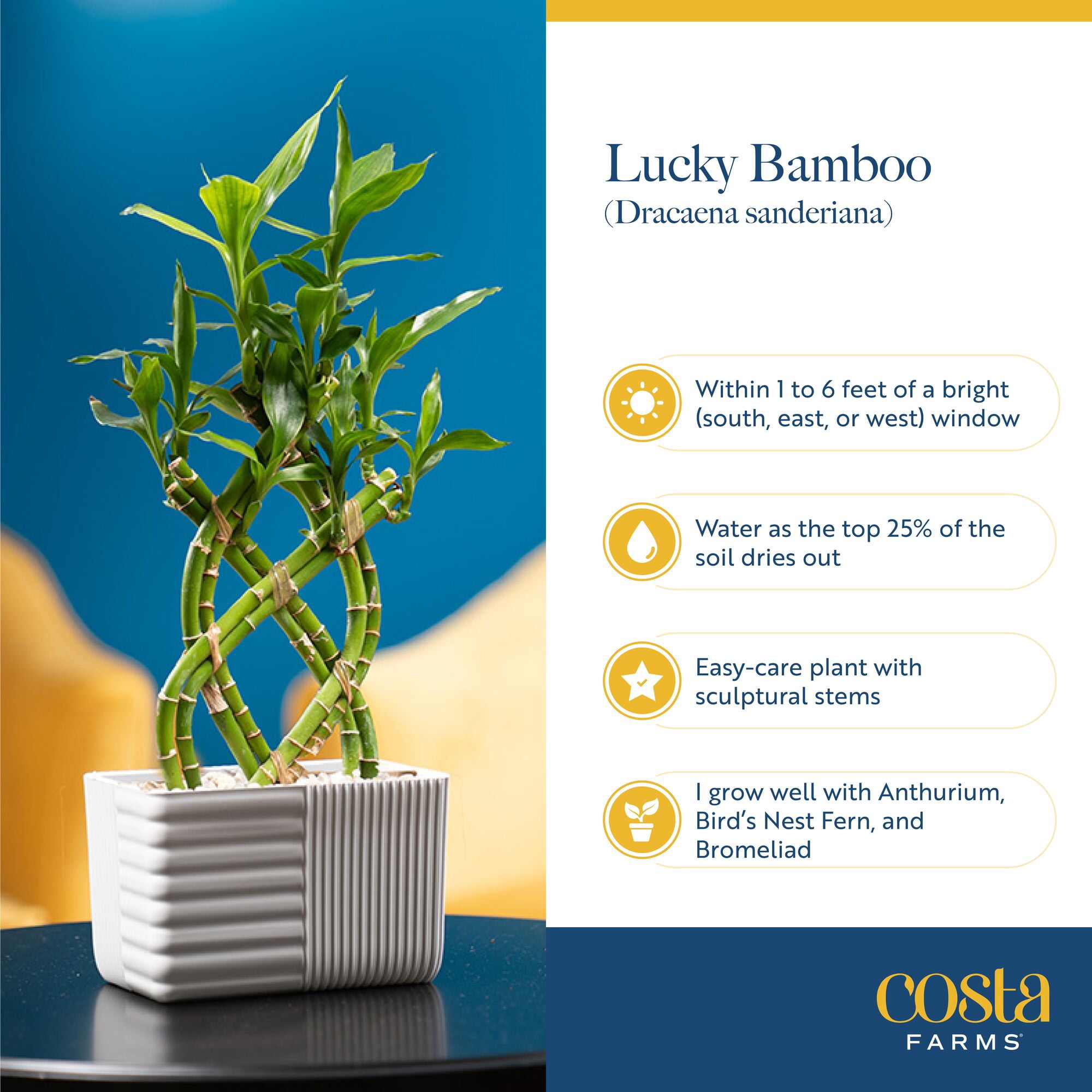 Costa Farms 12" Lucky Bamboo Live House Plants in 5" Décor Pot  (2 Count)