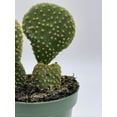 thumbnail image 3 of BubbleBlooms Crested Bunny Ears Cactus, Rare Opuntia microdasys, 4 inch Pot, 3 of 8