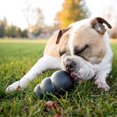 thumbnail image 3 of Extreme Dog Toy - Tough Natural Rubber, Black - Chew, Chase & Retrieve Fun(L), 3 of 3
