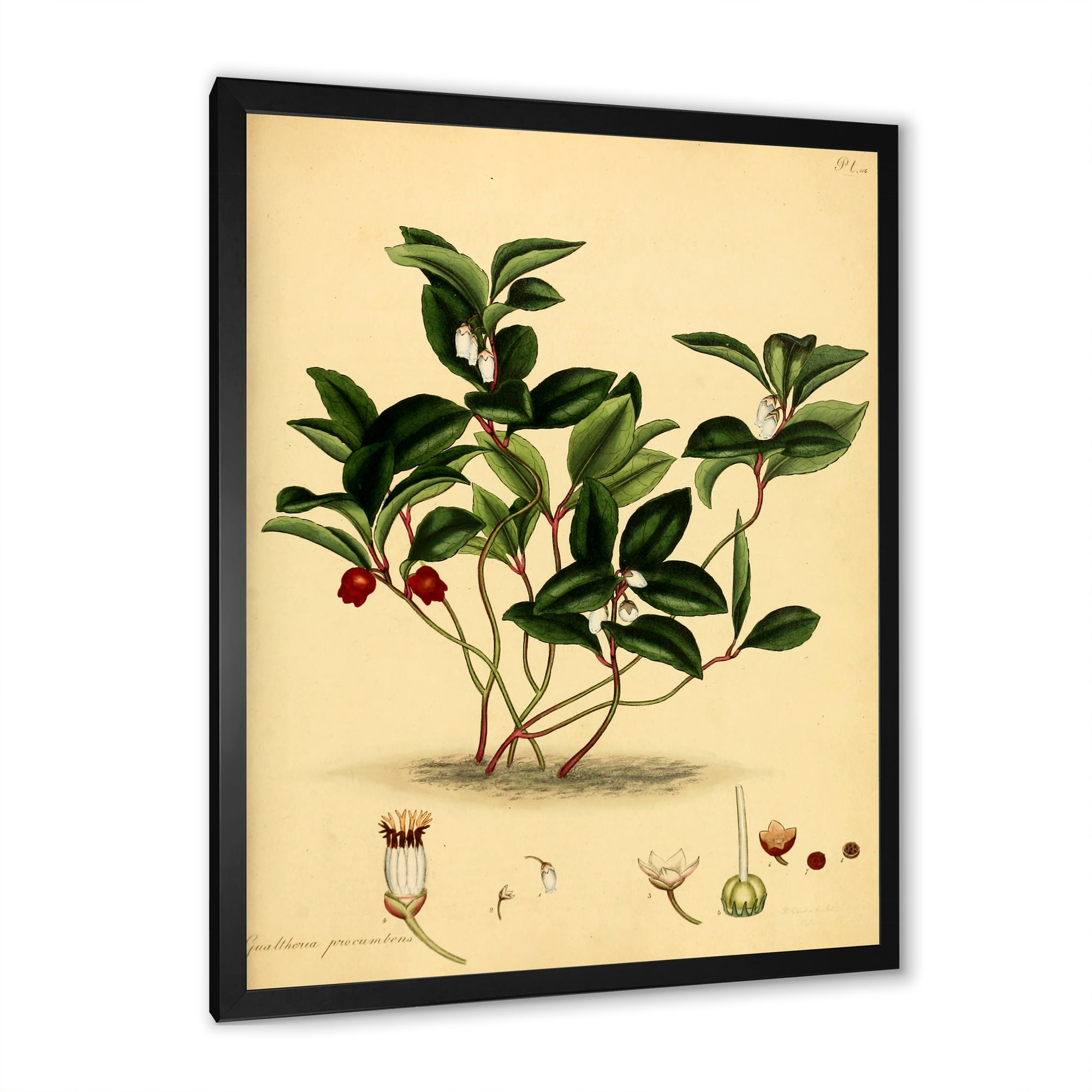 Designart 'Ancient Plant Life III' Traditional Framed Art Print